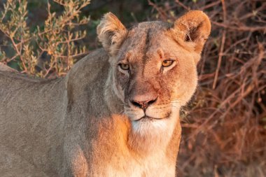 Ulusal parktaki vahşi bir dişi aslana (Güney Afrika) yakın çekim