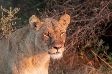 portrait of a female lion in the park