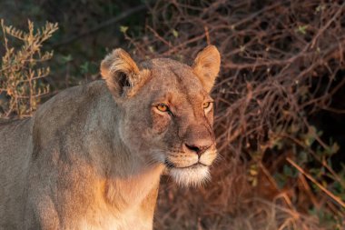 Güney Afrika 'daki Kruger Ulusal Parkı' nda aslan var..