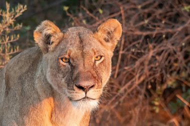 Güney Afrika 'daki Kruger Ulusal Parkı' ndaki aslan portresi.