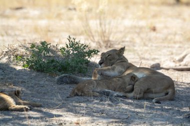lioness with a cub on a tree in the savannah