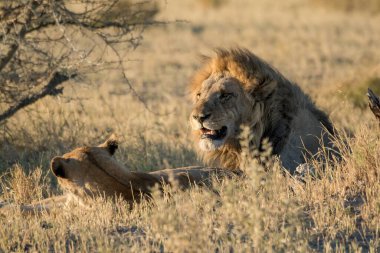 a lion in the kruger national park south africa