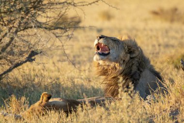 Afrika 'da ağzı açık erkek aslan