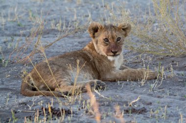 Genç yavru otların arasında