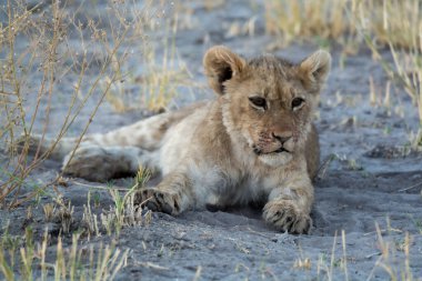 Genç aslan yavrusu çimenlerde yürüyor.