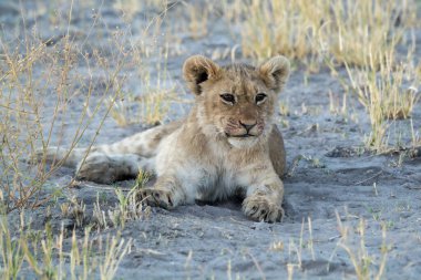 Vahşi doğada dişi aslan.