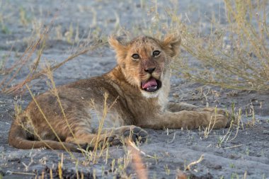 Afrika 'nın bozkırındaki aslan