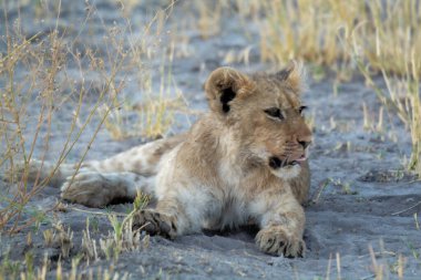 Kenya savanındaki aslan yavrusu