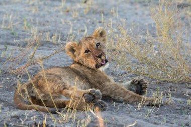 Kumda oynayan aslan yavrusu.