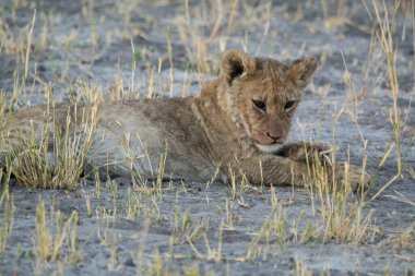 Dişi aslan kuru bir çimlerin üzerinde yatıyor..
