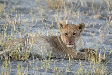 Dişi aslan çimlerin üzerinde yatıyor.