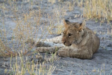 Afrika 'daki Kruger parkında aslan var.