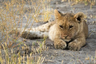 Kruger Park, Güney Afrika 'daki aslan yavrusu.