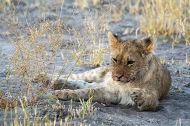 Kruger parkında kumların üzerinde yatan dişi bir aslan.