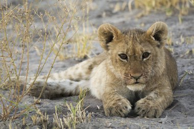 Genç Afrikalı aslan yavrusu