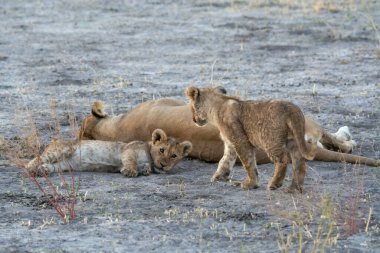 lion cubs and mother with cubs in the kruger park in south africa