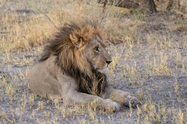 Kenya savanındaki aslan