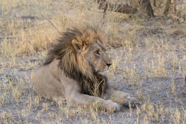 Kenya savanındaki aslan