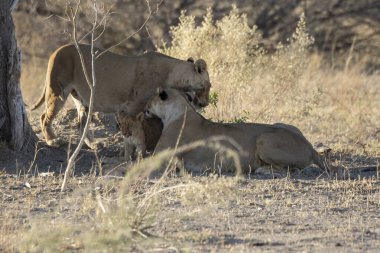Kenya savanındaki aslan