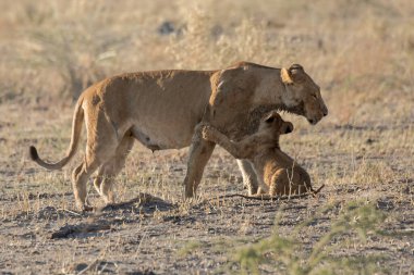 mother and her lion cub