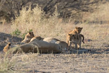 Savanadaki aslan ailesi.