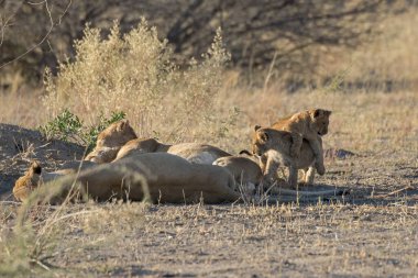 otların arasında oturan aslan ailesi.