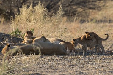 lion family with a lion cubs in the savannah in africa