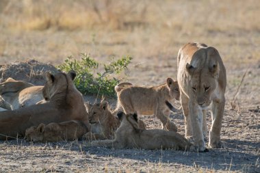 Güney Afrika 'daki Kruger Park' ta annesiyle birlikte aslan yavrusu.