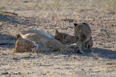 Afrika bozkırında dişi aslan ve aslan.