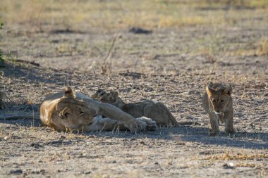 Aslan yavrusu çimlerin üzerinde yatıyor.