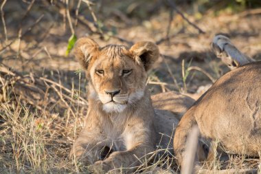 Afrika 'da aslan yavrusu