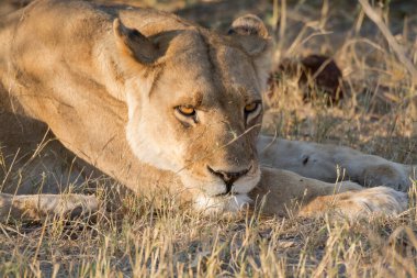 lioness with a cub in the savannah in the sun