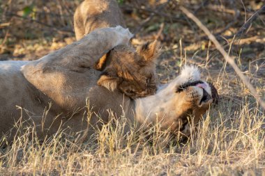 Aslan yavrusuyla aslan erkek.
