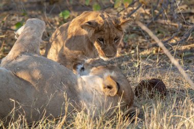 lioness and lion in the savannah