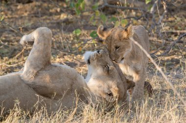 Güney Afrika 'daki Kruger parkında oynayan iki genç aslan aslanı..