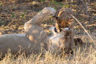 Güney Afrika 'daki Kruger Ulusal Parkı' nda aslan var.
