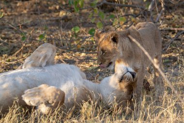 Kruger Park 'taki dişi aslan.