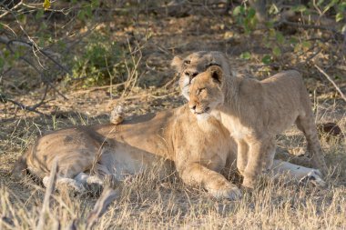 Güney Afrika 'daki Kruger Ulusal Parkı' nda aslan ailesi..