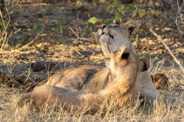 Kenya ulusal parkında aslan