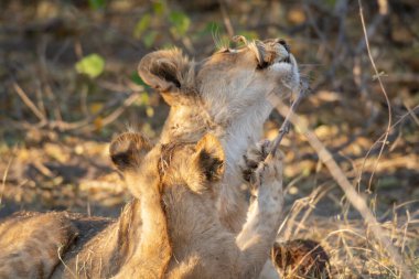 Afrika, Kruger oyun parkında aslan var.