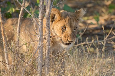 Güney Afrika 'daki Kruger Ulusal Parkı' nda aslan yavrusu.
