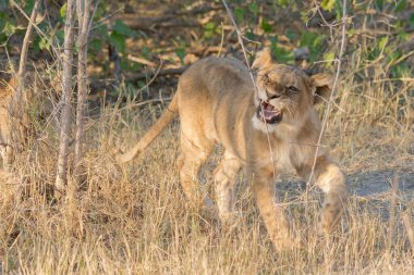 Aslan Kenya Milli Parkı
