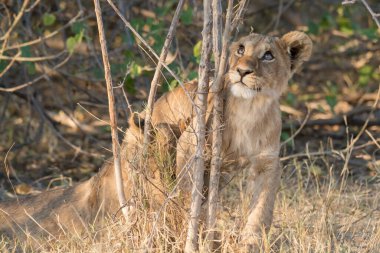 Güney Afrika 'daki Kruger Ulusal Parkı' nda aslan yavrusu.