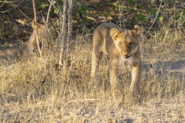 Kenya bozkırında vahşi bir aslan