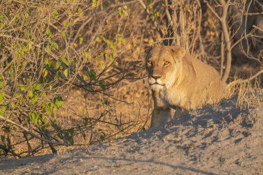 Dişi aslan Kruger National park, Güney Afrika