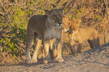 Aslan ailesi bozkırda yürüyor.