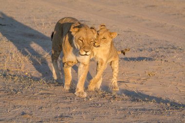 Afrika bozkırlarında yürüyen bir aslan.