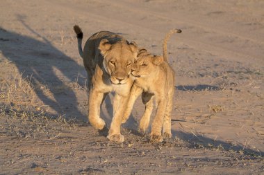 Aslan yavrusu güneşte çimenlerde yürüyor.