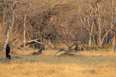 Bir sürü ağacı olan Afrika çalısı.