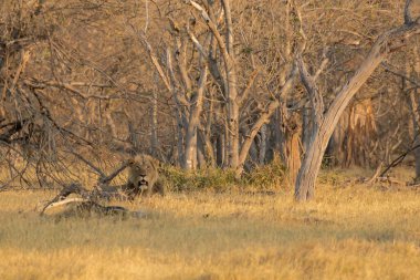 Afrika savanındaki büyük kırmızı geyik